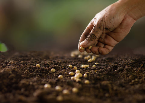 To the fertile fields Where Korean soybeans grow under bright sunlight.