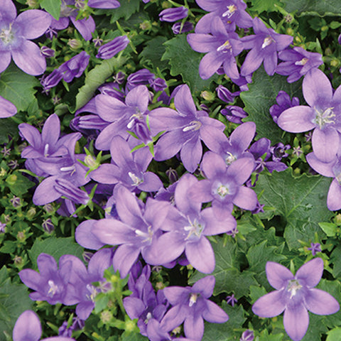 SJS Korean Balloon flower Vinegar 250ml / 직접 키운 약도라지로 만든 도라지식초 250ml