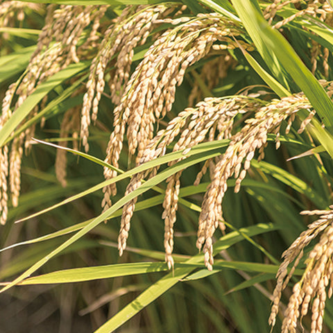 SJS Korean Brown Rice Vinegar 250ml / 깊은 맛과 풍부한 영양의 현미식초 250ml