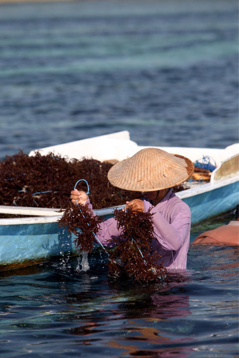 Our farmers have been harvesting from these waters for generations.
