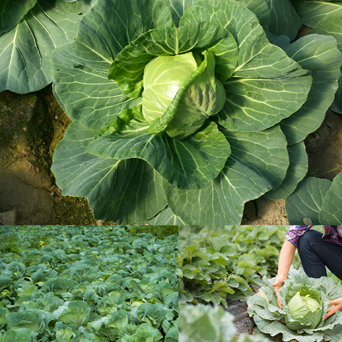 OGATIUM Organic Cabbage with Tomato Juice / 유기농 토마토 양배추즙 20 팩