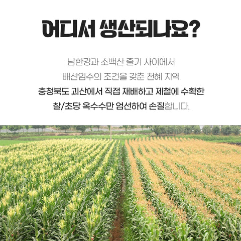 BUNDLE 2QTY - CLASSIC Corn 80ea / 국내산 無첨가물 진공 찰옥수수 초당옥수수 HACCP GAP